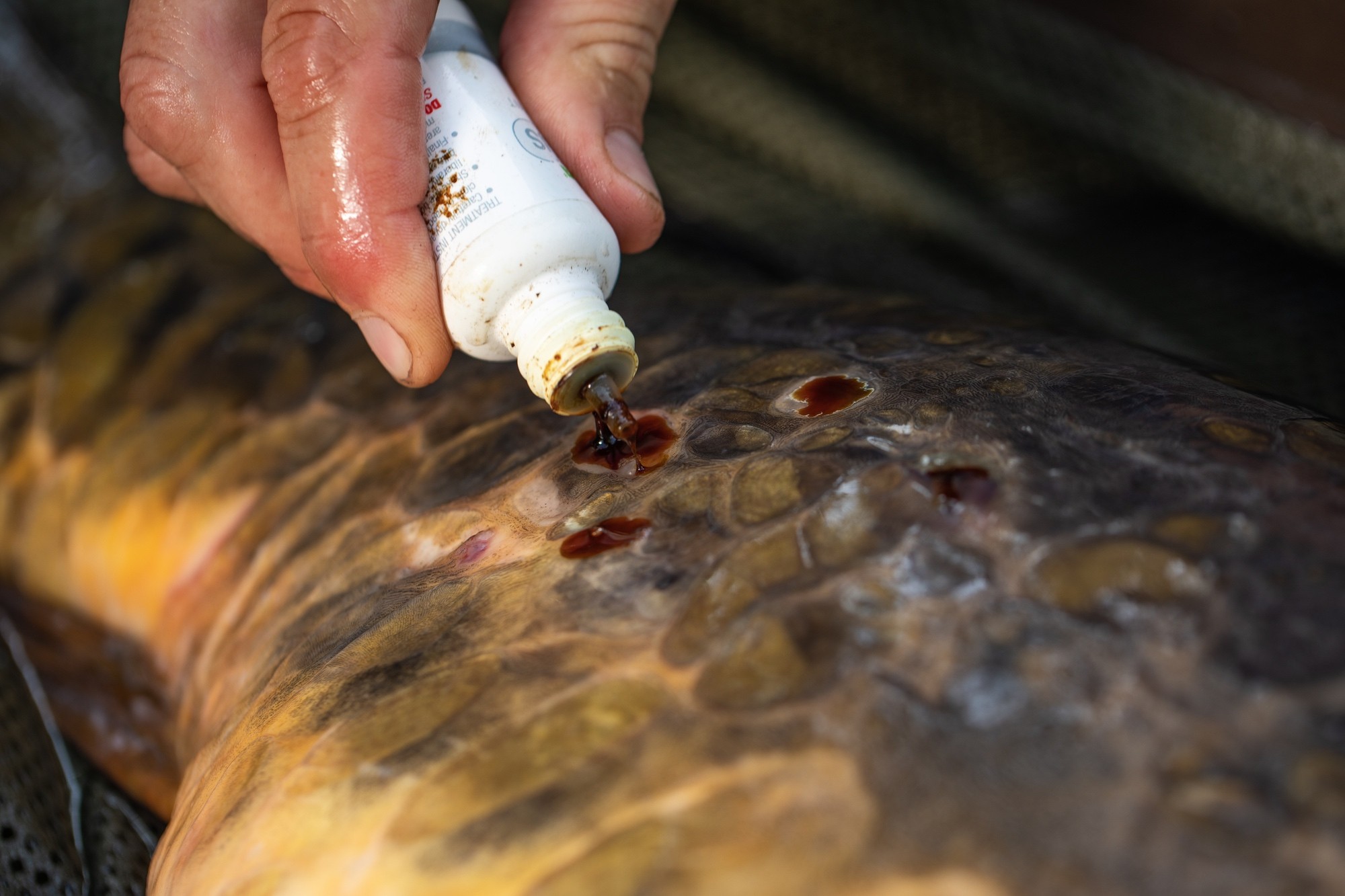 Korda Propolis Carp Treatment Replaces the old KCC