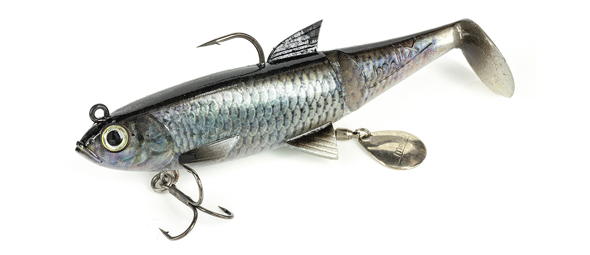 Molix Shad 120 - Live chub