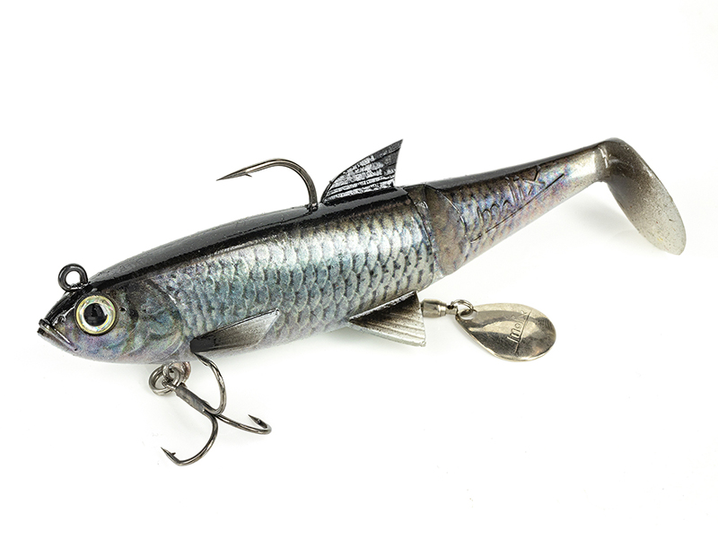 Molix Shad 140 - Live Chub