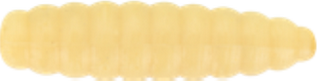 SMALL HONEY 1"- 35 NATURAL CREAM 36pz