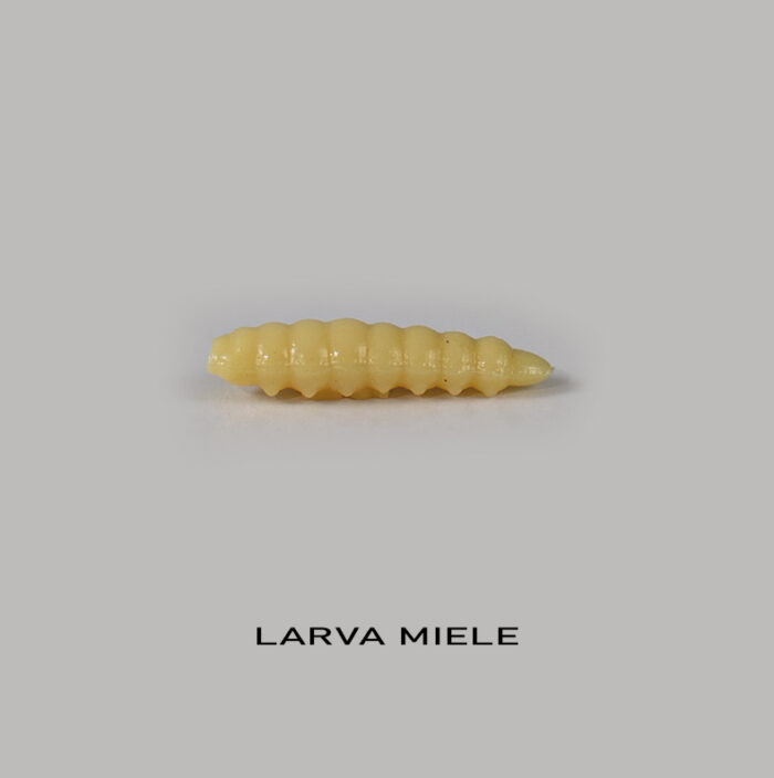 Camola 2.5cm Larva Miele - Formaggio